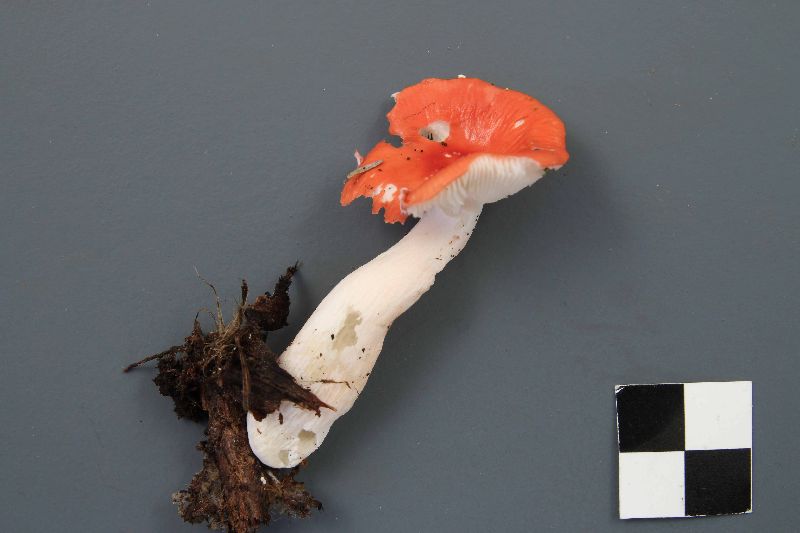 Russula griseascens image