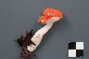 Russula griseascens image