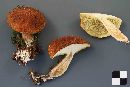 Suillus cavipes image