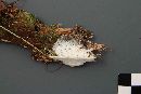 Trechispora mollusca image