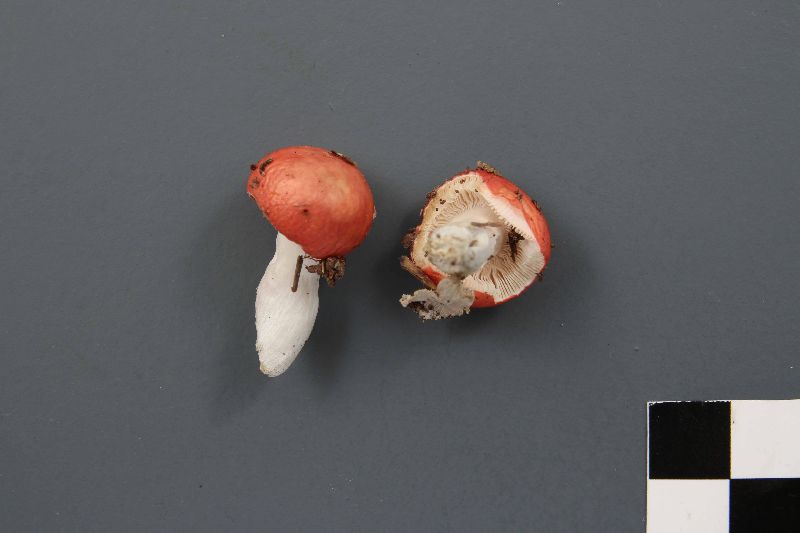 Russula griseascens image