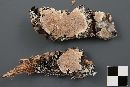 Skeletocutis biguttulata image