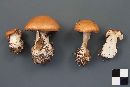 Cortinarius varius image