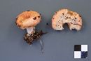 Lactarius pubescens image