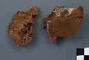 Phellinus laevigatus image
