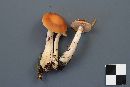 Cortinarius vibratilis image