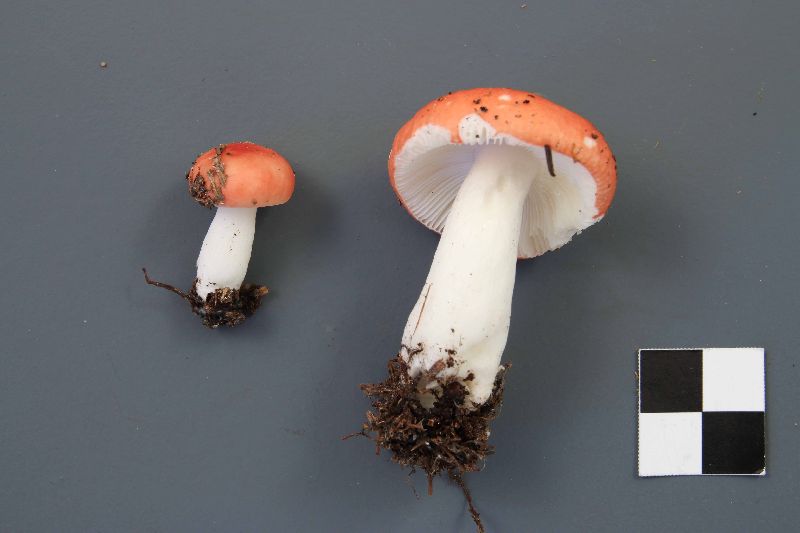 Russula griseascens image