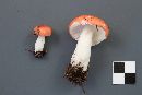 Russula griseascens image