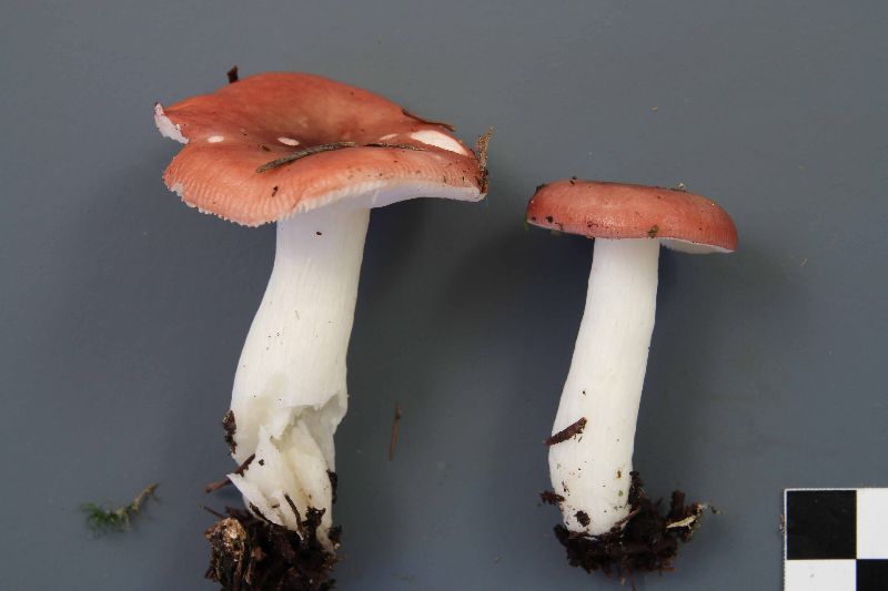 Russula griseascens image