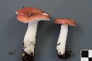 Russula griseascens image