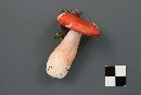 Russula peckii image