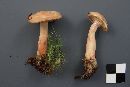 Lactarius vinaceorufescens image