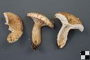 Lactarius sordidus image