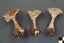 Ampulloclitocybe clavipes image