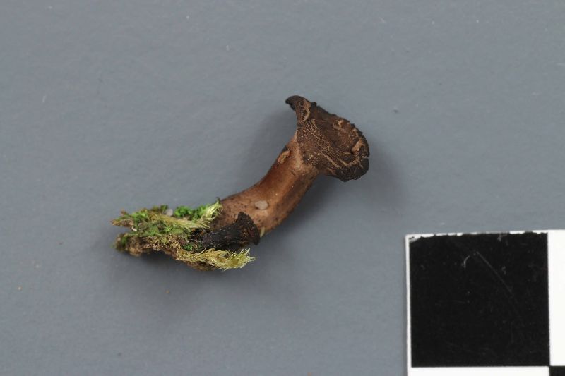 Camarophyllopsis foetens image