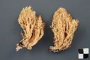 Ramaria flavobrunnescens image