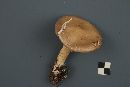 Stropharia hornemannii image