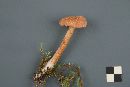 Laccaria bicolor image