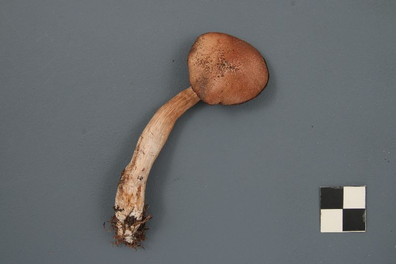 Cortinarius caesiobrunneus image