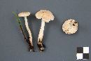 Tricholoma inamoenum image