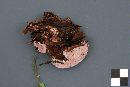 Fomitopsis rosea image