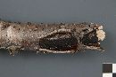 Diatrype stigma image