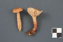 Lactarius nitidus image