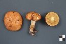 Suillus brevipes image
