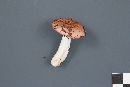 Russula montana image