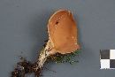 Otidea platyspora image