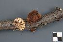 Polyporus ciliatus image