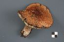 Leccinum aurantiacum image