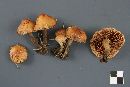 Pholiota spumosa image