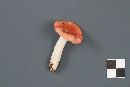 Russula montana image