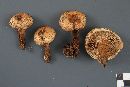 Pholiota squarrosa image