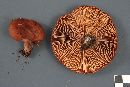 Lactarius rufus image