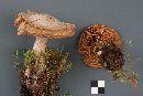 Cortinarius traganus image