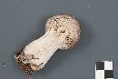 Tricholoma pseudoterreum image