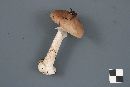 Amanita porphyria image