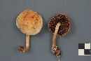 Hypholoma capnoides image