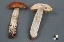 Leccinum aurantiacum image
