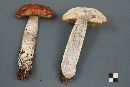 Leccinum aurantiacum image