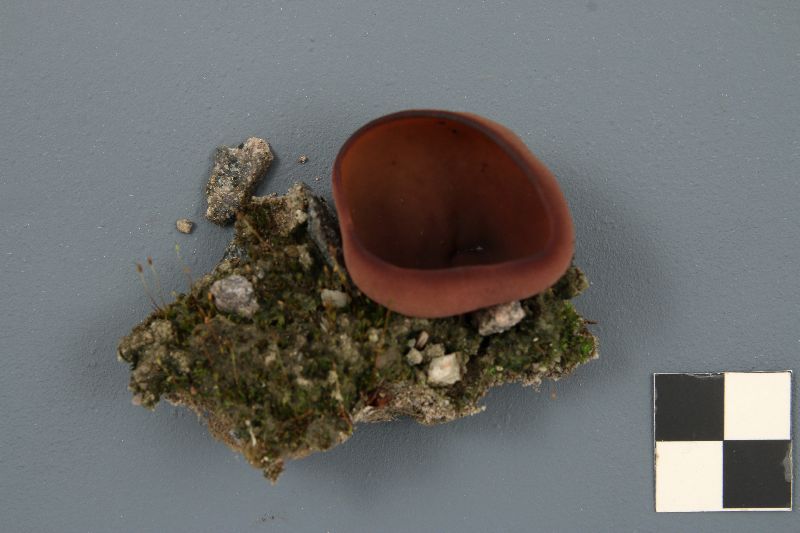 Peziza petersii image