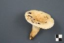 Lactarius pubescens image