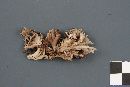 Clavulina coralloides image