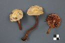 Pholiota alnicola image