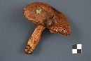 Boletus badius image