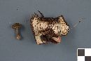 Polyporus brumalis image