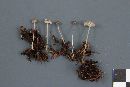 Mycena vulgaris image