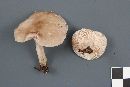 Pluteus petasatus image